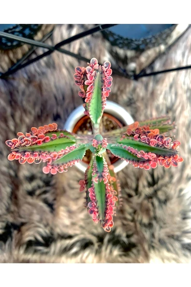 Aşkın Gözyaşları Çiçeği Kalanchoe Daigremontiana Pembe 5.5 Cm Saksıda - Resim 2
