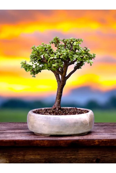Bonsai saksısı ( Bonsai Hediyeli) - Resim 2