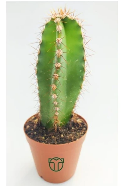 Cereus Validus ürün görseli
