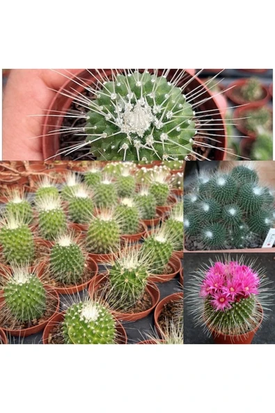 Mammillaria Spinosissima Kaktüs 5.5 Saksıda ürün görseli 1