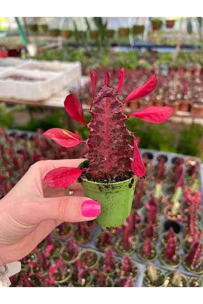 Süt Ağacı Kaktüs - Euphorbia Trigona Rubra