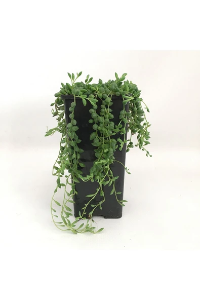 Saksılı Senecio Sukulent ürün görseli 1