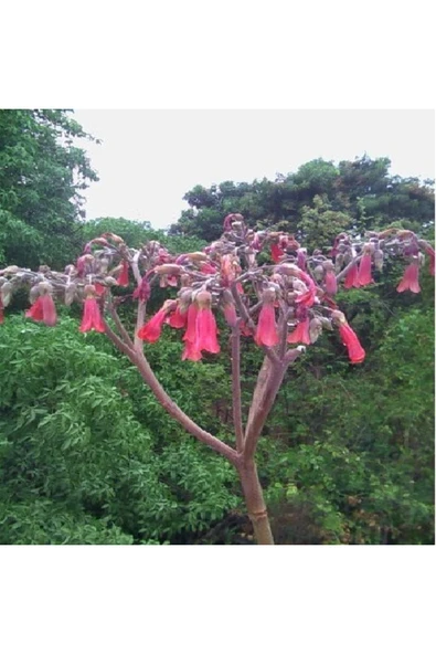 Kalanchoe Daigremontiana, Aşkın Gözyaşı Bitkisi Sukulent - Resim 5