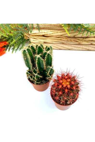 Premium Koleksiyon Serisi Kızıl Kaktüs Ve Mexico Kaktüsü - Resim 5
