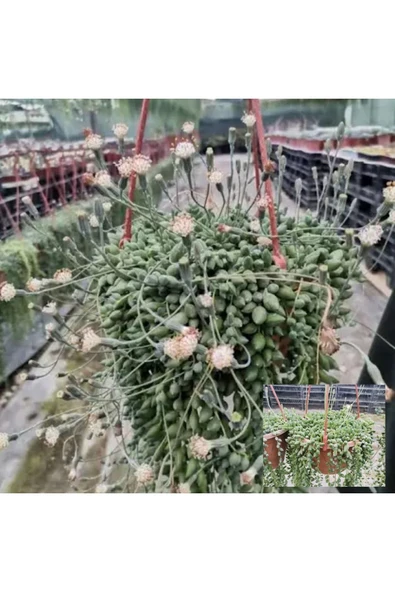 Senecio Tespih Çiçeği Askılı Saksıda Mn ürün görseli 1