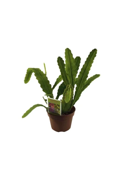 Epiphyllum Atlas Çiçeği ürün görseli 1