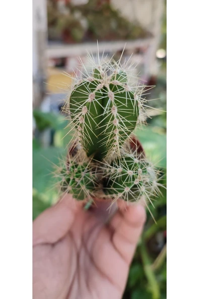 Stenocereus Sutun Kaktüs - 2