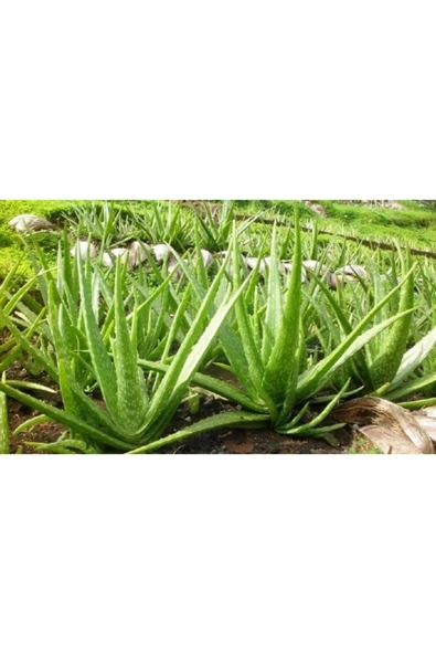 Aloe Vera Şifa Bitkisi 10.5 Saksıda