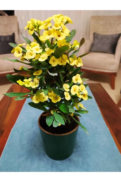 Dev Dikenler Tacı ürün görseli 1