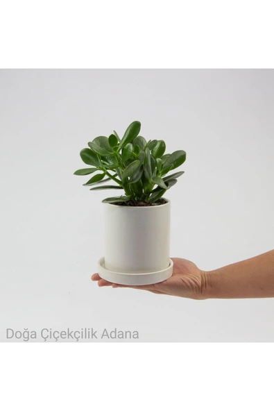 Seramik Saksıda Para Ağacı Bereket Ağacı Crassula Ovata