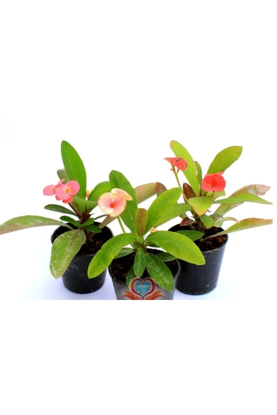 3 Dikenler Tacı Pembe,kırmızı,beyaz ürün görseli