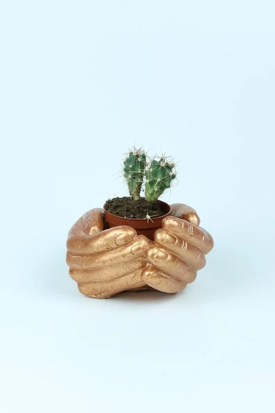 Bronz Avuç Dekoratif Kaktüs Ve Sukulent Beton Saksı - Resim 2