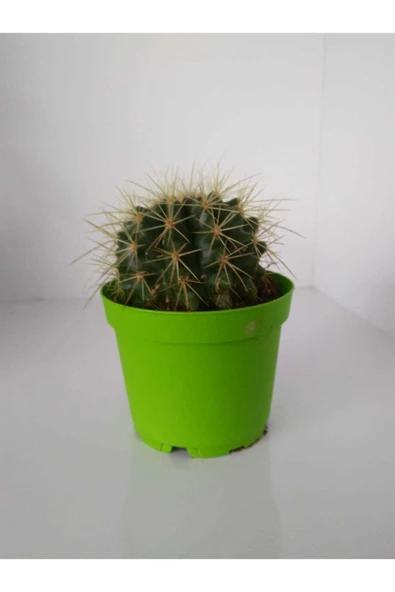 Echinocactus Grusoni Kaktüs - Resim 3