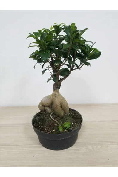Bonsai - Resim 4