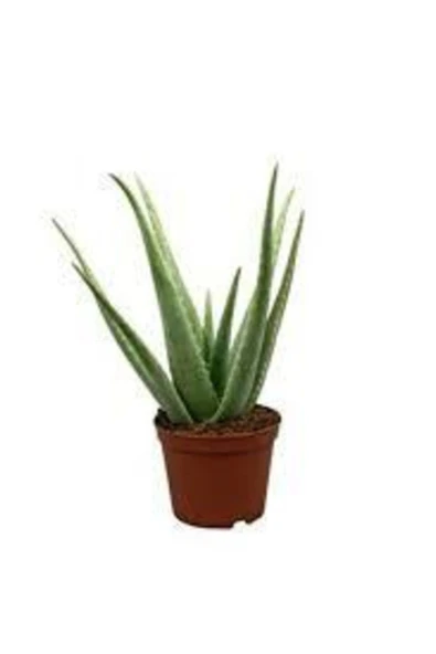 Fırsat2 ( 1 Leş Kaktüsü - 1 Aleo Vera Bitkisi) - Resim 2