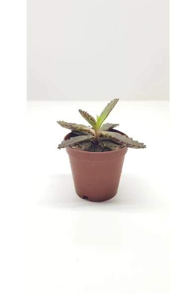 Aşkın Gözyaşı Sukulenti 5.5 Cm'lik Saksıda ürün görseli