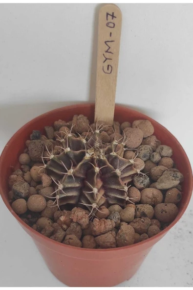 Dörtlü Gymnocalycium Mihanovichii Set - Resim 4