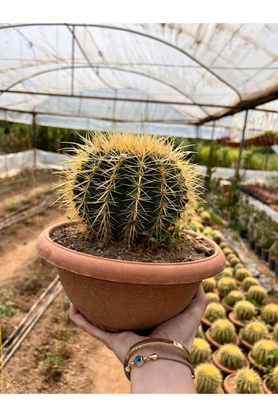 Echinocactus Grusonii 23cm - Resim 2