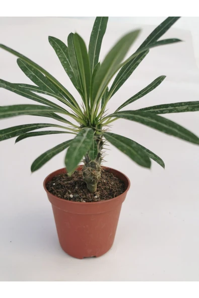 Madagaskar Palmiyesi