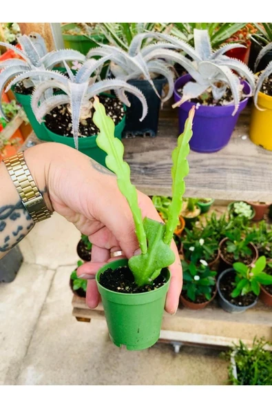 Epiphyllum Anguliger atlas zıgzag ürün görseli