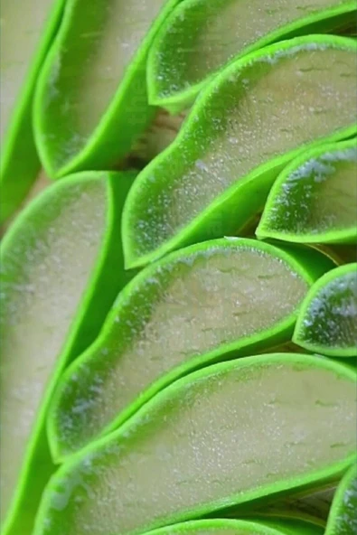 Aloe Vera Jel Için Doğal Yaprak 1. Kalite 3 Kg - 6