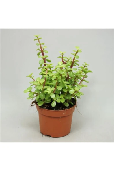 Para Ağacı Bonsai Portulacaria Afra Fil Yemi Sukulent 5,5cm