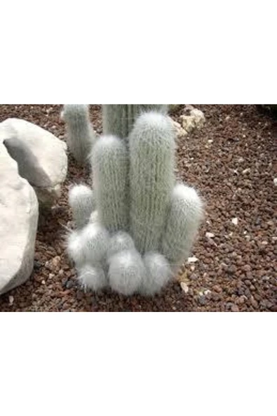 Cephalocereus Senilis, Çiçek Açan Sütun Kaktüs - 5