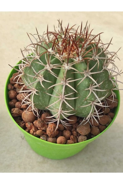 Melocactus--kaktüs--8,5 Cm Saksı ürün görseli