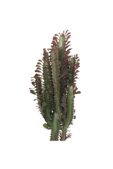 Euphorbia Trigona Rubra Süt Ağacı Kaktüs 70 cm Dolgun Yapılı - 2