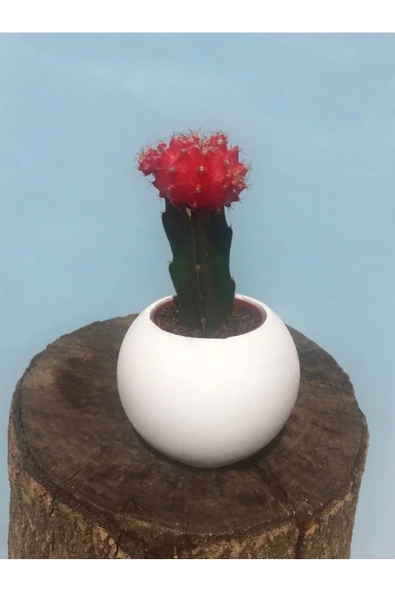 Beton Saksıda  Kaktüs ürün görseli 1