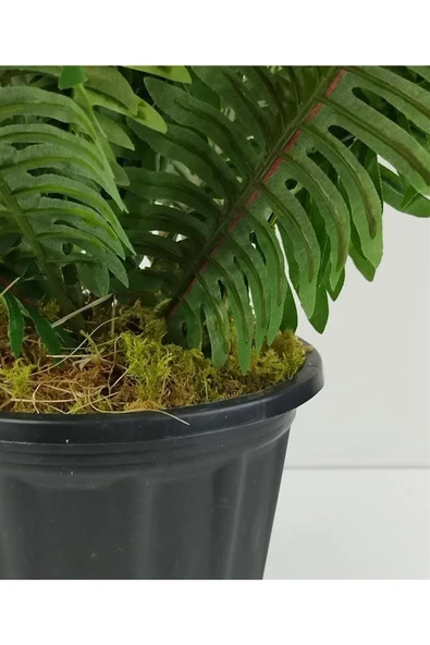 Plastik Saksıda Nephrolepis (Aşk Merdiveni) Bitki 60cm - Resim 3