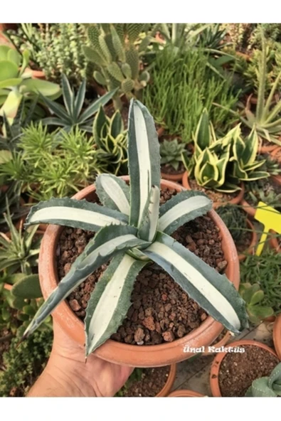 Agave Angustifolia + Hediye ürün görseli