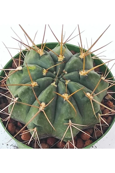 Melocactus-10.5 Cm Saksı-ref19a - Resim 2