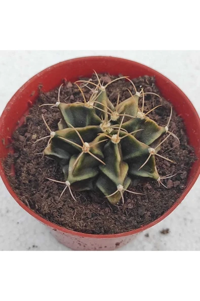 Gymnocalycium Mihanovichii 3 Lü Set - Resim 4