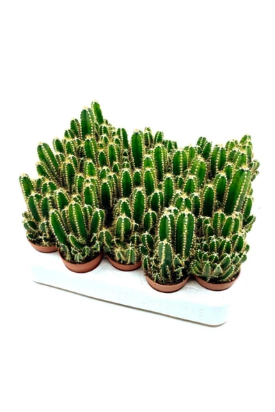 Premium Koleksiyon Serisi Kızıl Kaktüs Ve Mexico Kaktüsü - Resim 2