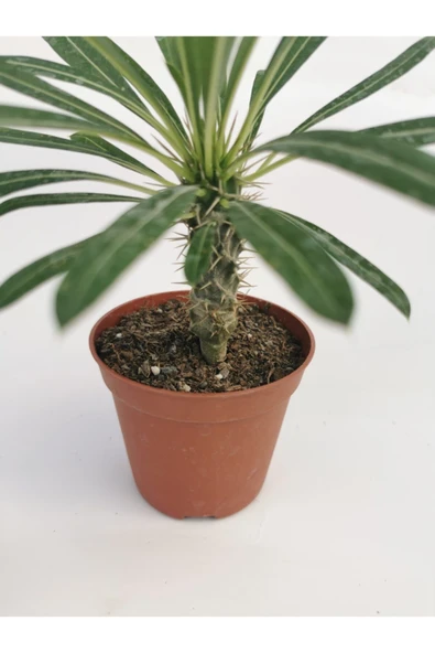 Madagaskar Palmiyesi - 2