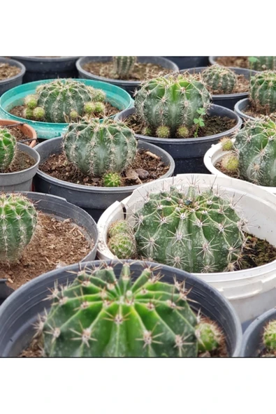 Parodia Kaynana Topuzu Kaktüs Çiçek - Resim 3