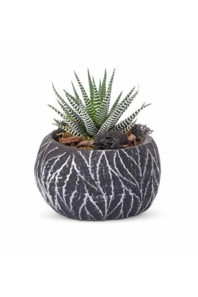 Taş Saksıda Haworthia ürün görseli