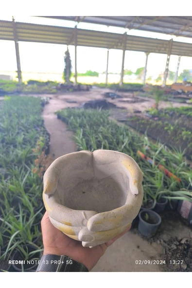 Avuç şeklinde taş Orkide bonsai ve aranjman saksısı - Resim 2