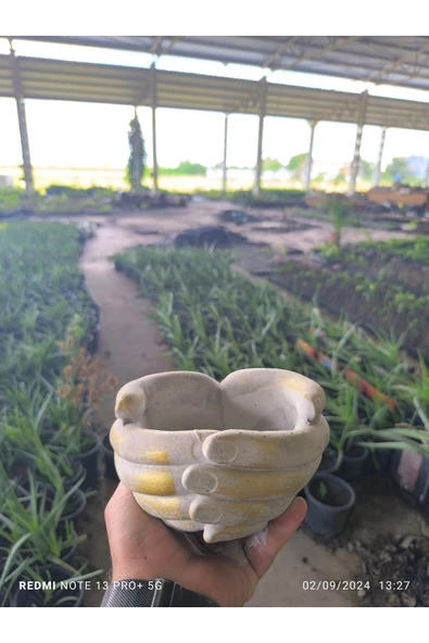 Avuç şeklinde taş Orkide bonsai ve aranjman saksısı - Resim 3