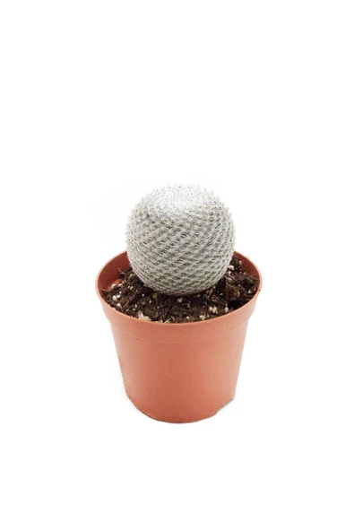 İthal Kaktüs  Mammillaria Microthele Superfina 8,5cm Ø ürün görseli