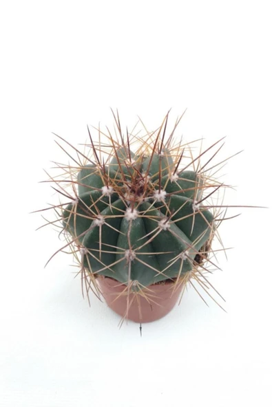 Melocactus Matanzanus (kırmızı Tepe) - 8.5 Cm Saksı - Resim 2