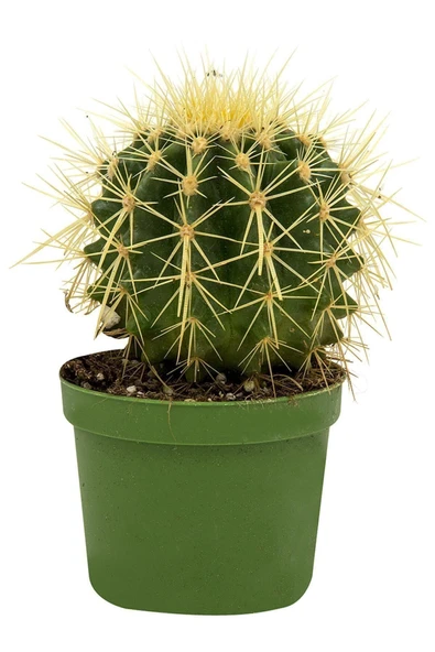 Marka: Kaktüs Dekoratif (echinocactus Blister) Kategori: Bahçe El Aleti Setleri ürün görseli