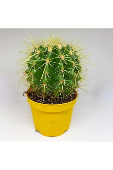 Echinocactus Grusonii Altınfıçı Kaktüs ürün görseli 1