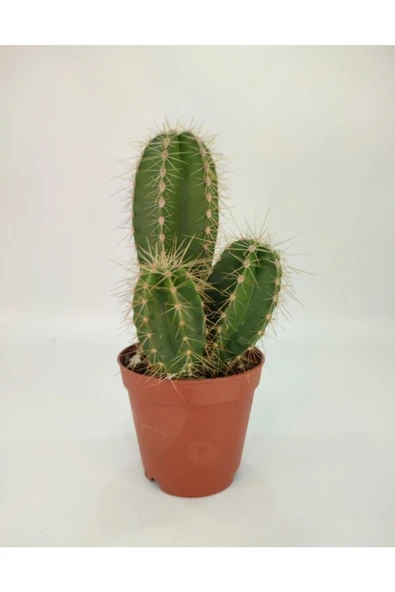 Stenocereus Sutun Kaktüs