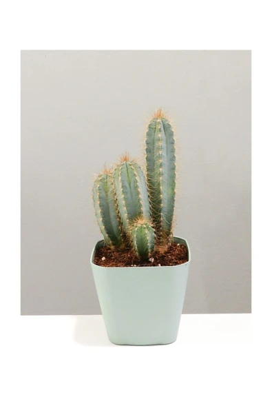Mavi Gövdeli Dikenli Kaktüs 25-30cm ürün görseli