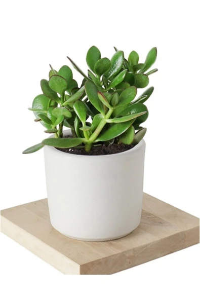 5 Adet Crassula Ovata Şans Para Çiçeği Şık Dekoratif Saksıda - Resim 2