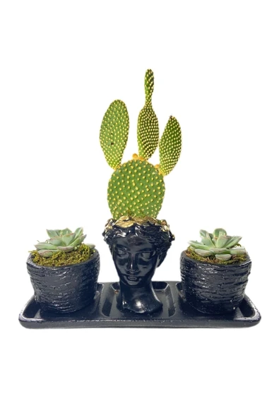 Üçlü Helen Serisi Opuntia Microdasys Kaktüs Ve Sukulent Tasarım ürün görseli 1