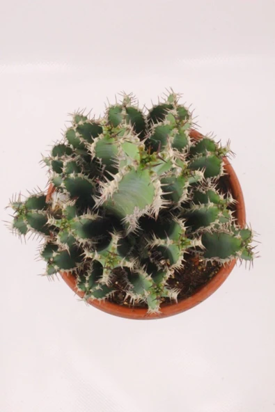 Euphorbia Polyacantha Kaktüs - Resim 2