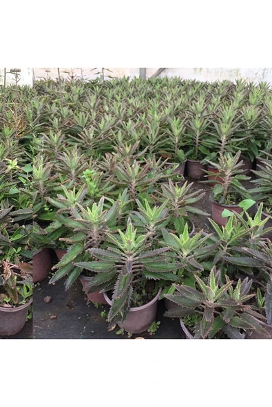 BOL YAVRULU AŞKIN GÖZYAŞLARI ÇİÇEĞİ (KALANCHOE DAİGREMONTİANA) / 30-40 CM. - Resim 2